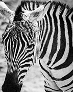 Black and White Zebra Photograph by David Fountain
