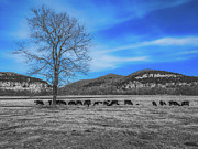 Black Angus Photograph by Nature Shots By Xtara Black Angus Photograph by Nature Shots By Xtara
