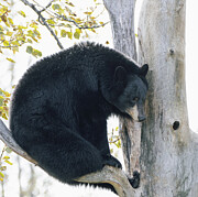 Black Bear In Tree Photograph by Dan Sproul Black Bear In Tree Photograph by Dan Sproul