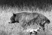 Black Bear in Yellowstone National Park Photograph by The Yellowstone Collection