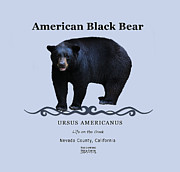 Black Bear Digital Art by Lisa Redfern