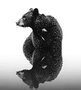 Black Bear Reflection Wilderness Encounter Photograph by Dan Sproul Black Bear Reflection Wilderness Encounter Photograph by Dan Sproul