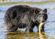 Black Bear with Salmon Photograph by Carl Olsen