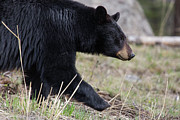 Black Bear, Yellowstone National Park Photograph by The Yellowstone Collection