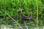 Black-Bellied Whistling Duck in Lush Wetland Photograph by Brigitte Blanchette Thompson