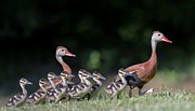 Black-bellied whistling duck with its babies Photograph by Puttaswamy Ravishankar