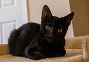 Black Cat Photograph by Dart Humeston