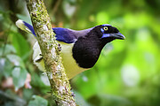 Black-chested Jay Photograph by Adam Rainoff