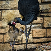 African Black Crown Crane With Chick Photograph by Rene Vasquez African Black Crown Crane With Chick Photograph by Rene Vasquez