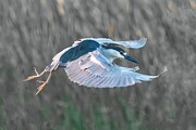 Black Crowned Night Heron 16A Photograph by Sally Fuller