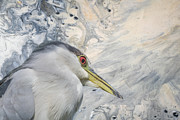 Black Crowned Night Heron Close Up Three Mixed Media by Elisabeth Lucas