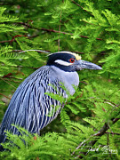 Black-Crowned Night Heron Photograph by David McKinney Black-Crowned Night Heron Photograph by David McKinney