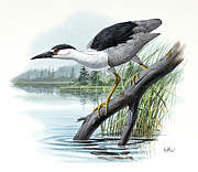 Black-crowned Night Heron Painting by Don Balke Black-crowned Night Heron Painting by Don Balke