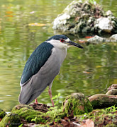 Black Crowned Night Heron Photograph by Kathi Isserman