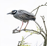 Yellow-Crowned Night Heron Perched on a Branch Photograph by Kristia Adams