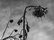 Black Sunflower Art Photograph by Louis Dallara Black Sunflower Art Photograph by Louis Dallara