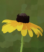 Black Eyed Susan Wildflower Art  Mixed Media by Shelli Fitzpatrick