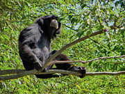 Black Howler Monkey Photograph by David McKinney Black Howler Monkey Photograph by David McKinney
