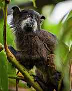 Black Mantled Tamarin KOFAN Puerto Asis Putumayo Colombia Photograph by Adam Rainoff