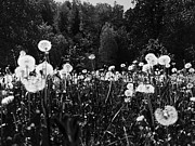 Black meadow Photograph by Robert Grac Black meadow Photograph by Robert Grac