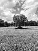 Black nd White Spring tree Photograph by Michael Descher Black nd White Spring tree Photograph by Michael Descher