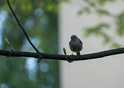 Black redstart female bird, a species of old world flycatchers, tithy's redstart. Small passerine bird genus phoenicurus. black redtail. Photograph by Arpan Bhatia