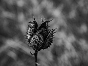 Black Seed Pod Photograph by Louis Dallara Black Seed Pod Photograph by Louis Dallara