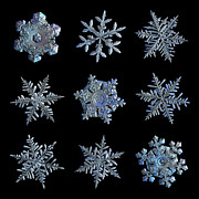 Black snowflake collage - 2021-11-12 Photograph by Alexey Kljatov