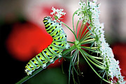 Black Swallowtail baby aka - The Parsley worm Digital Art by Jerry Dalrymple