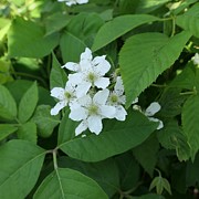 Blackberry Blossoms Photograph by Bentley Davis Blackberry Blossoms Photograph by Bentley Davis
