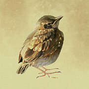 Blackbird Fledgeling Painting by Bamalam Art