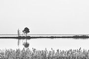 Blackwater River Reflection in Monochrome Photograph by Charles Floyd Blackwater River Reflection in Monochrome Photograph by Charles Floyd