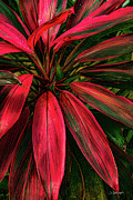 Blazing Red Photograph by Jim Carlen