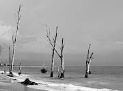 Bleached by the Sun Photograph by Robert Wilder Jr
