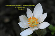 Bloodroot Inspirational            Photograph by Laurie Lago Rispoli