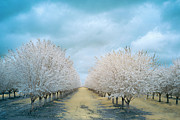 Blooming Almonds Infrared - Artois California Photograph by Mike Lee Blooming Almonds Infrared - Artois California Photograph by Mike Lee