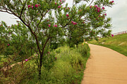 Blooming Desert Willow Tree on a Spring Day Photograph by Brigitte Blanchette Thompson Blooming Desert Willow Tree on a Spring Day Photograph by Brigitte Blanchette Thompson