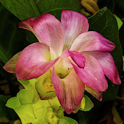 Blooming Ginger Photograph by Kristin Hatt