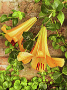 Blooming Lilies Photograph by Julie Palencia