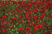 Blooming Poppies Field Painting by Alex Mir