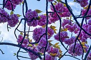 Blossom In Regents Park Photograph by Raymond Hill