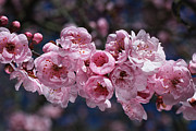 Blossom Loving Spring Photograph by Joy Watson Blossom Loving Spring Photograph by Joy Watson