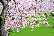 Blossoms Lead to Heaven Photograph by Marilyn Cornwell