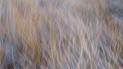 Blowing Grass Photograph by Tony Locke