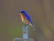 Blue Bird on Post Photograph by Yvonne M Smith