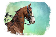 Blue Eyed American Saddlebred Horse Photograph by Amy Dundon