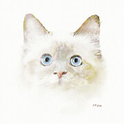 Blue Eyed Kitten Digital Art by Bamalam Art