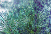 Blue Frost Fir Photograph by Cate Franklyn