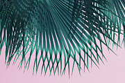 Blue green palm leaf and pink sky on the beach Photograph by Adriana Mueller