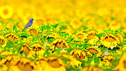Blue Grosbeak. Photograph by Paul Martin